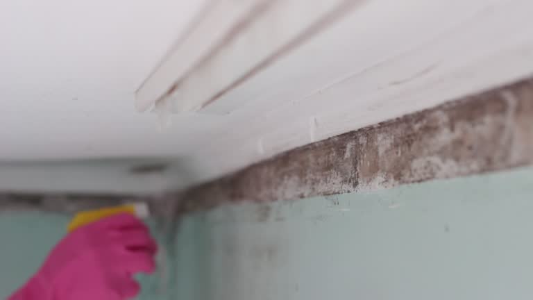 Professional Mold Removal in Vauxhall, NJ